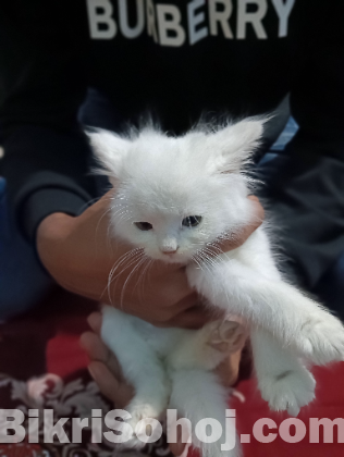 Persian cat